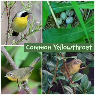 Common Yellowthroat